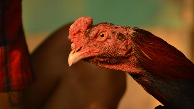 Close up of Thai rooster cockfight head 