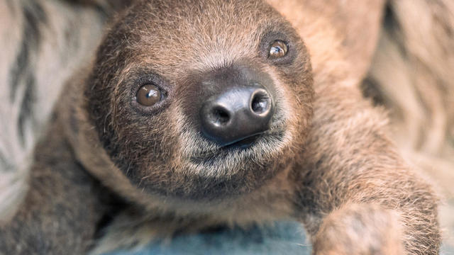 sloth-sloan.jpg 