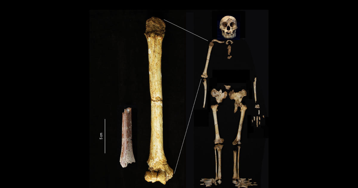 Discovery of "hobbit" fossils suggests tiny humans once roamed Indonesia