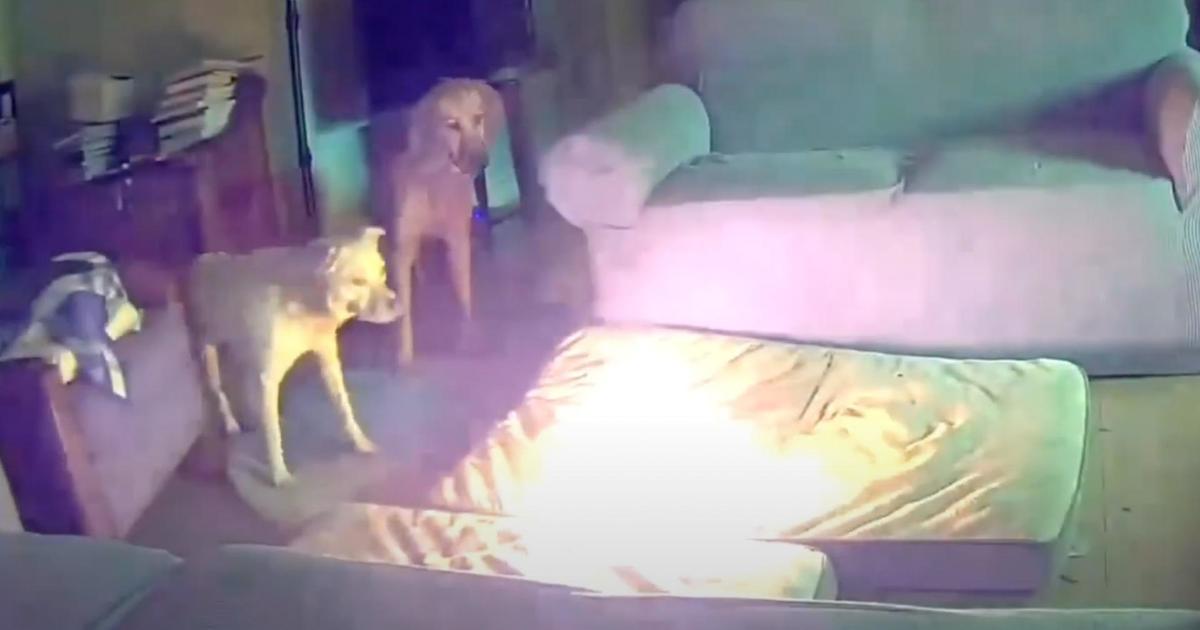 Video shows moment dog starts house fire after chewing on lithium-ion battery