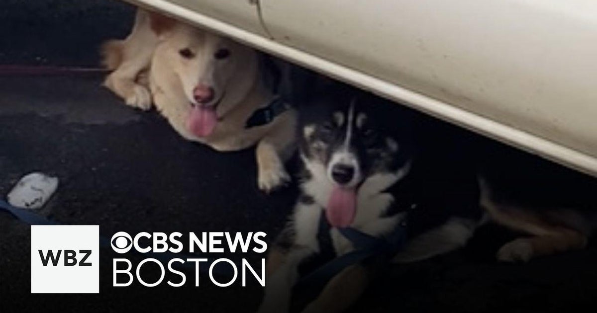 Dogs left tied to car while owner shopped for suit, animal control says ...