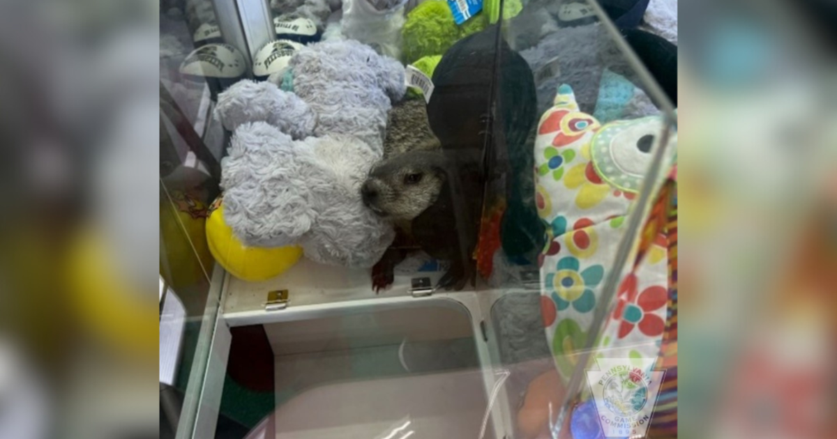 Groundhog Rescued from Claw Machine in Duncansville