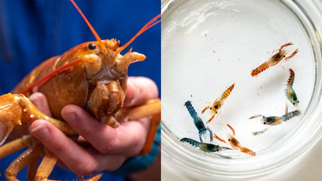 blue-orange-lobsters.jpg 