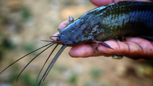 magur catfish clarias batrachus fish in hand in nice blur background 