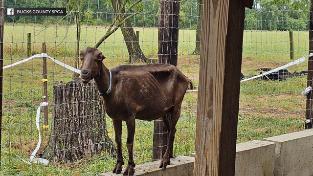 bucks-county-spca-emaciated-goat.jpg 