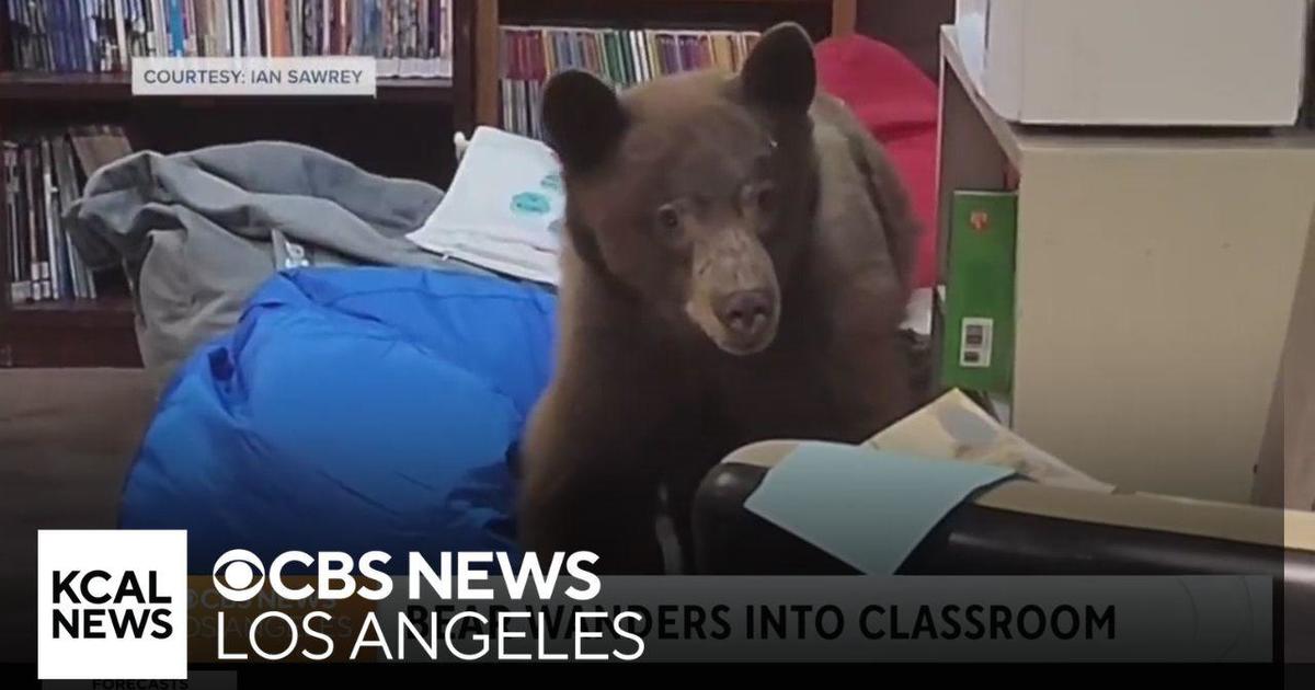 California Teacher Encounters Bear in Classroom