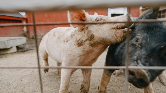 Pink and Black Pigs Playing 