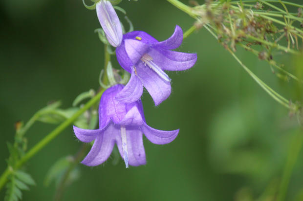 Creeping bellflowers 