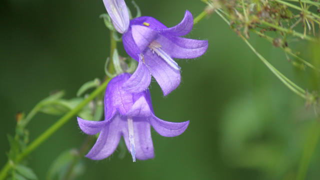 Creeping bellflowers 