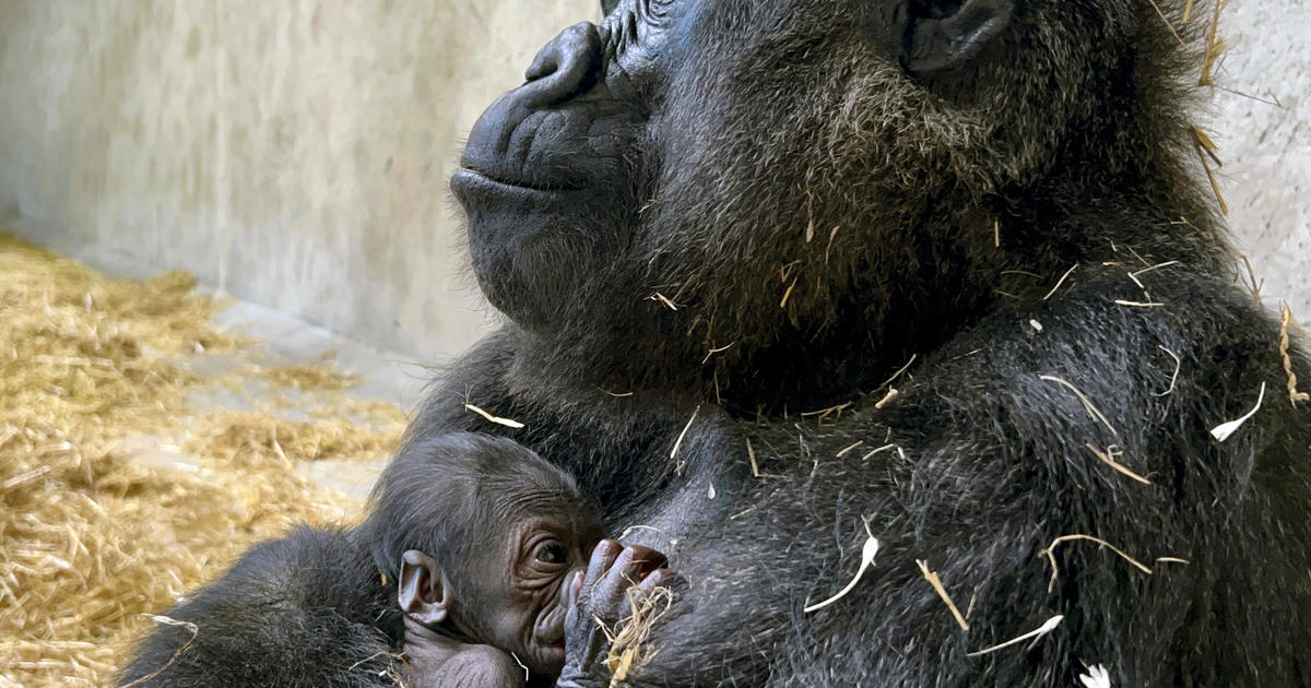 Detroit Zoo Holds Contest for Baby Gorilla Name