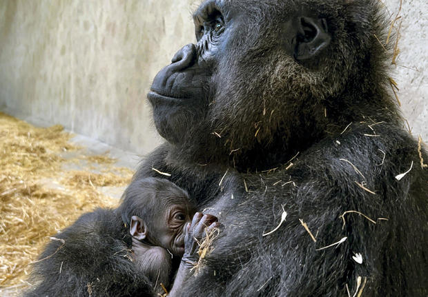 Baby Gorilla Detroit 