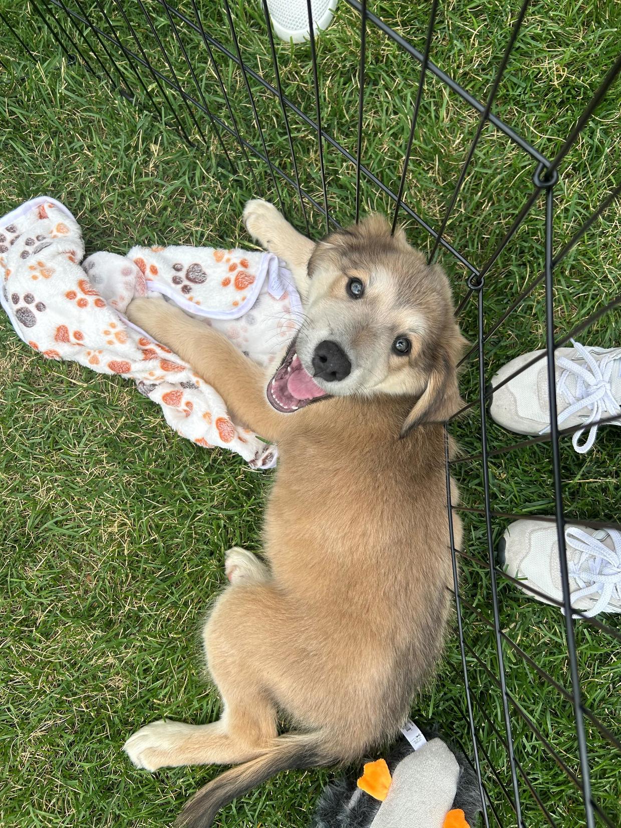 Colorado health officials warn adopters after puppy tests positive for ...