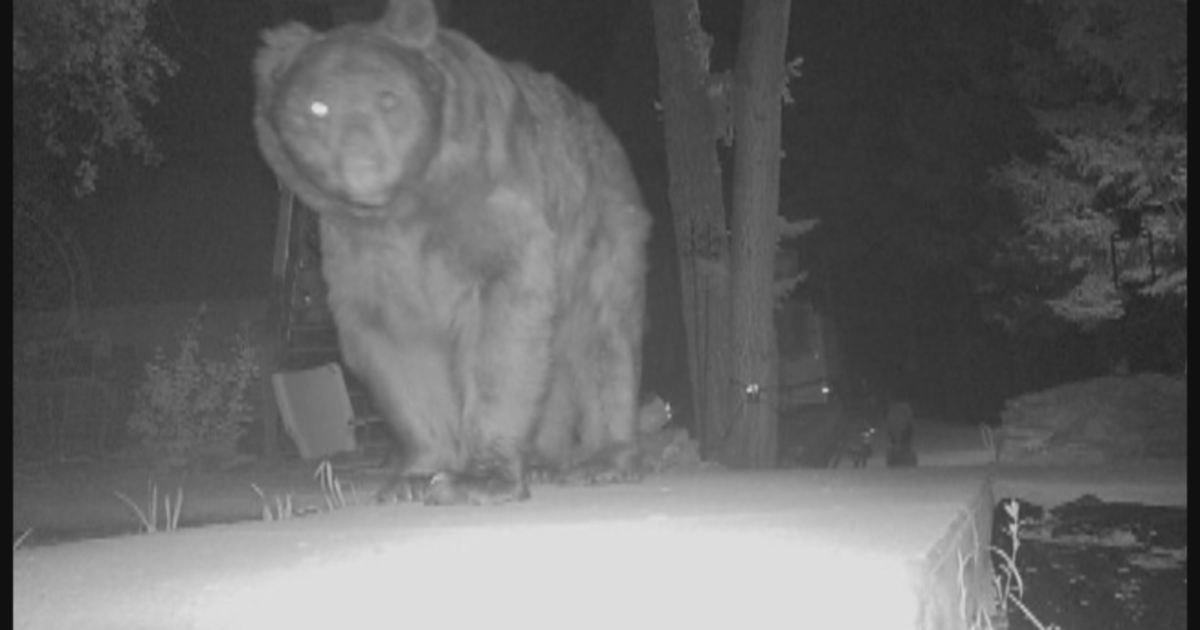 Residents getting desperate as large bear wreaks havoc in Colorado mountain town