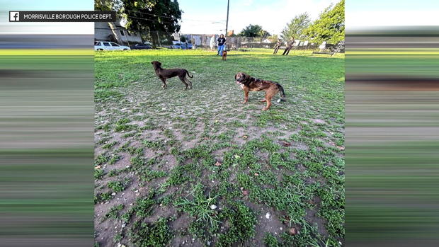 23pkg-rh-morrisville-abandoned-dogs-frame-207.jpg 