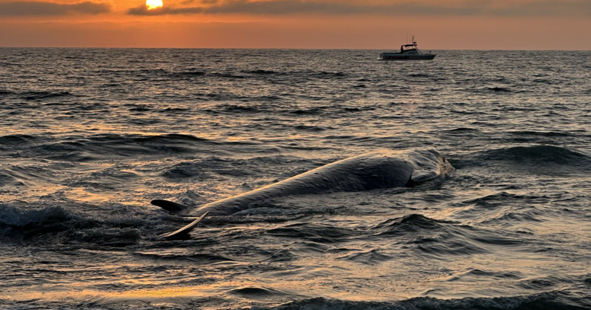 Juvenile Fin Whale Dies at Torrance Beach