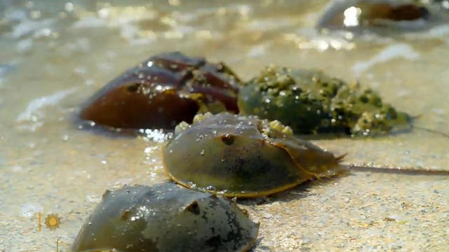 nature-horseshoe-crabs-1920.jpg 