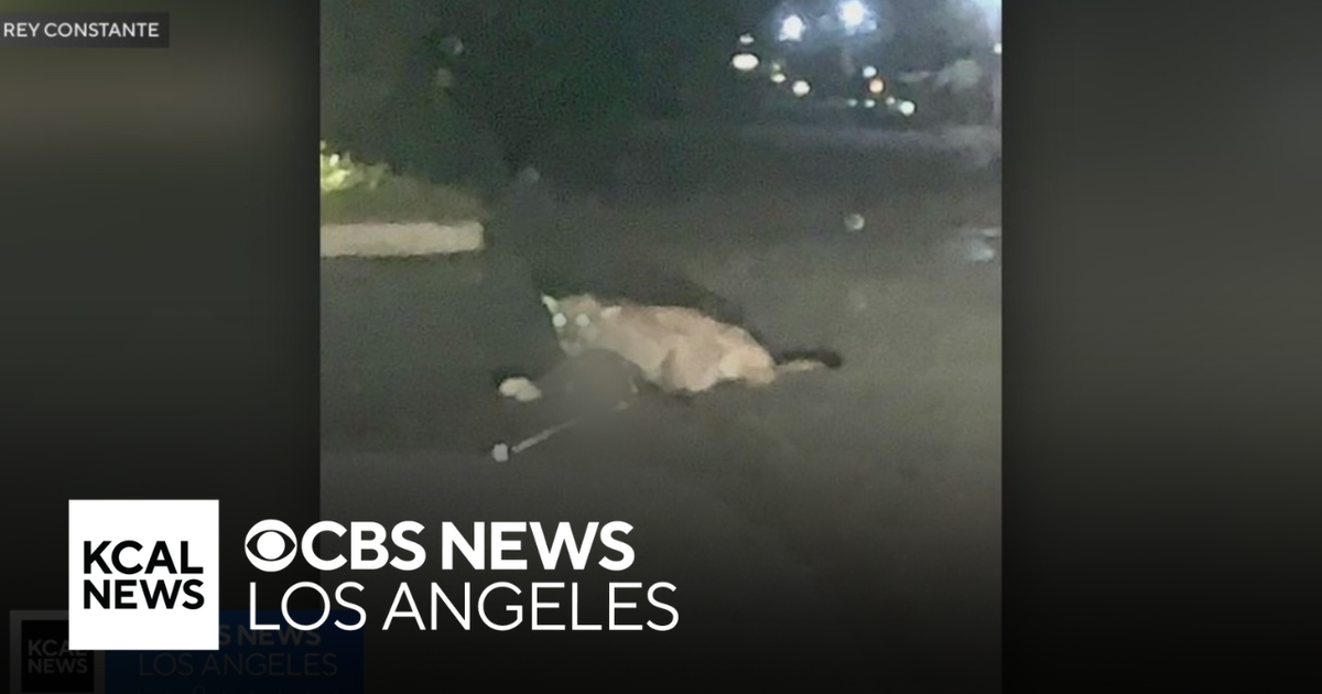 Mountain lion attacks and kills dog in Sylmar neighborhood - CBS Los ...