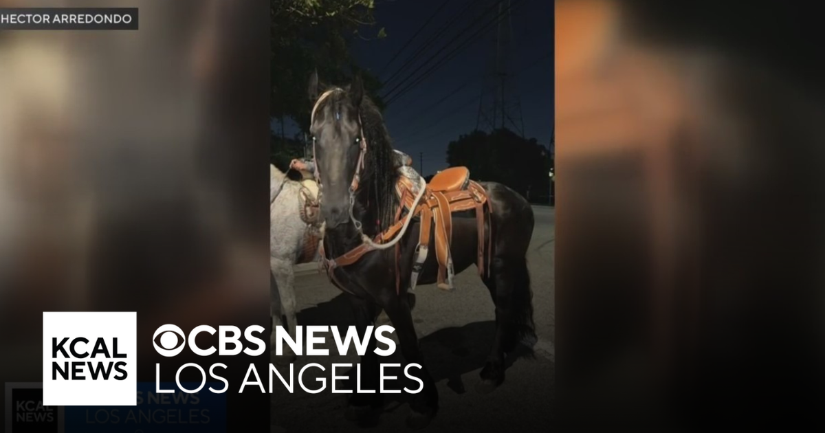 2 injured, horse killed after being hit by car in Compton neighborhood ...