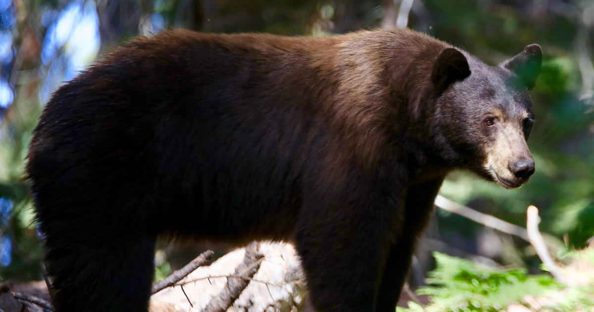 Jogger Survives Bear Attack in California