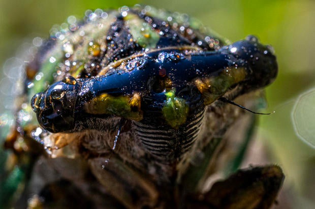 US-CICADA-ENVIRONMENT-ANIMAL 