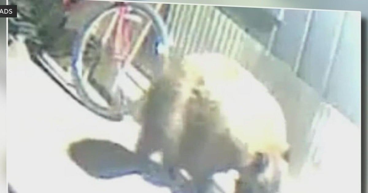 First look at injuries of runner attacked by bear in California