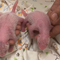 Giant panda, 19, gives birth, becomes oldest first-time panda mom