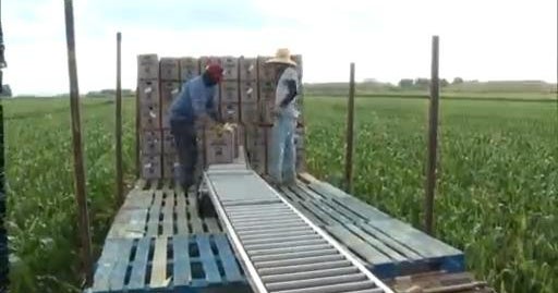 One popular produce growing in Colorado is fighting for survival - CBS ...