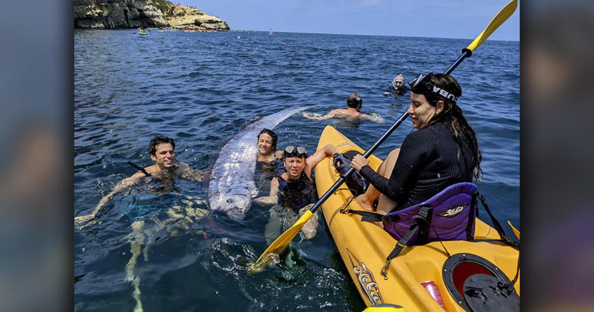 Rarely seen oarfish found in Southern California