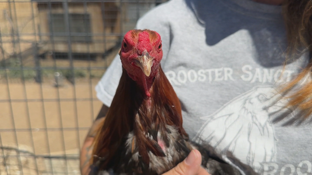 rooster-rescue-update-10pkg-frame-4233.png 