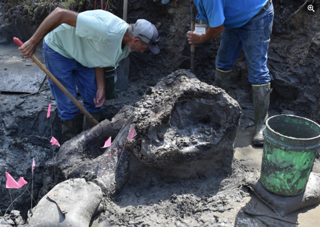 13,600-year-old mastodon skull found in Iowa creek - CBS News