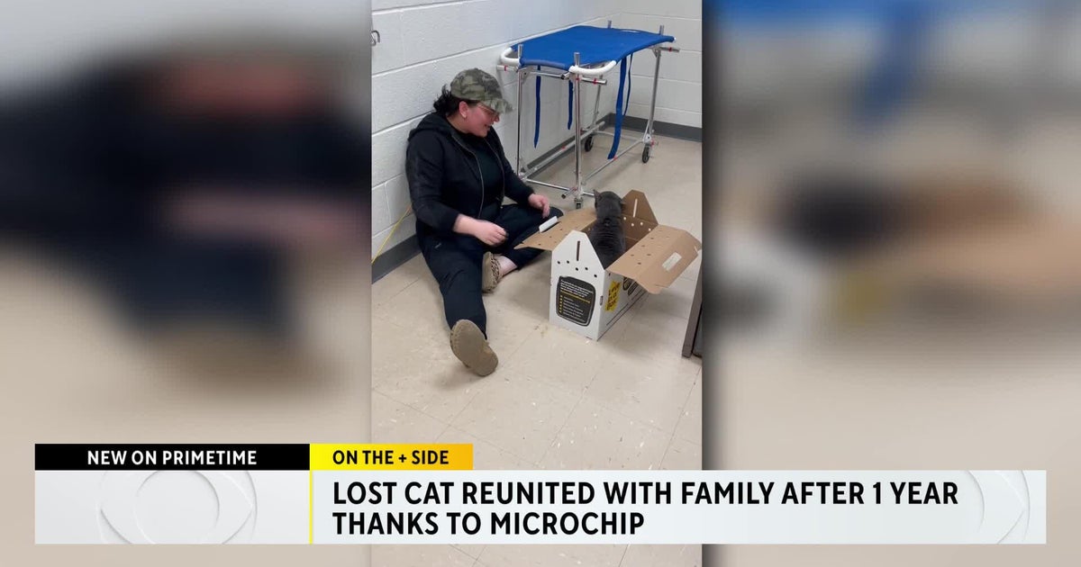 Cat missing for 1 year reunited with family thanks to microchip - CBS ...