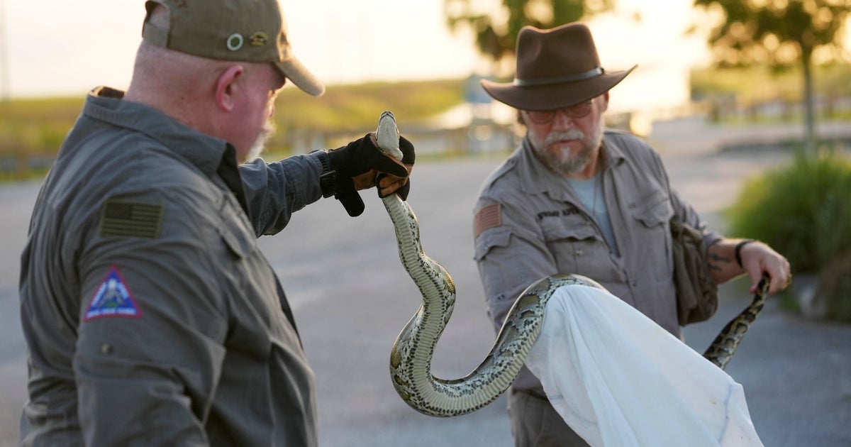 A hunter’s graveyard shift: grabbing pythons in the Florida Everglades A hunter’s graveyard shift: grabbing pythons in the Florida Everglades