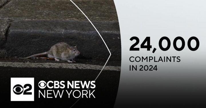 NYC spending millions on rodent mitigation, but problems persist - CBS ...