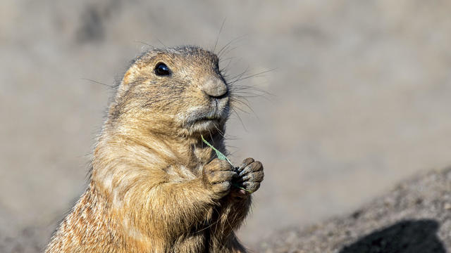 Close-up of black-tailed prairie dog 