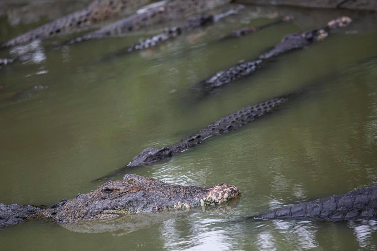 Crocodile kills woman bathing in a river in eastern Indonesia - CBS News