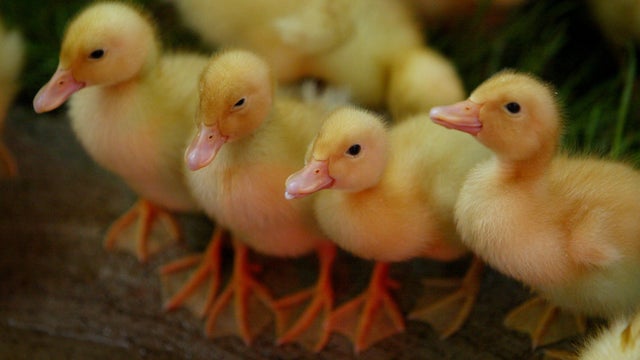 Minnesota State Fair, 8/22/2003--'Miracle of Birth' barn aka-Childrens barnyard. Every day if one is lucky enough to  be in the barn at the right time there will be a birth or more. The Childrens Barnyard aka 'Miracle of Birth' also serves as a petting pl