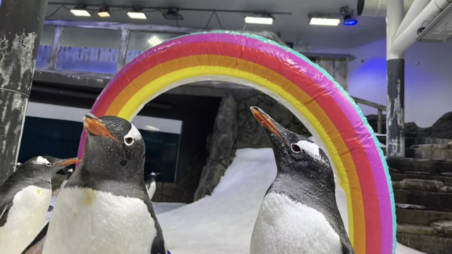 same-sex-couple-penguins-sphen-and-magic-promo.jpg 