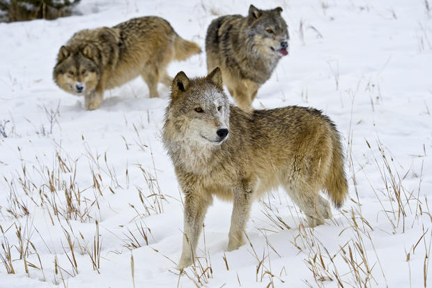 Gray wolves 