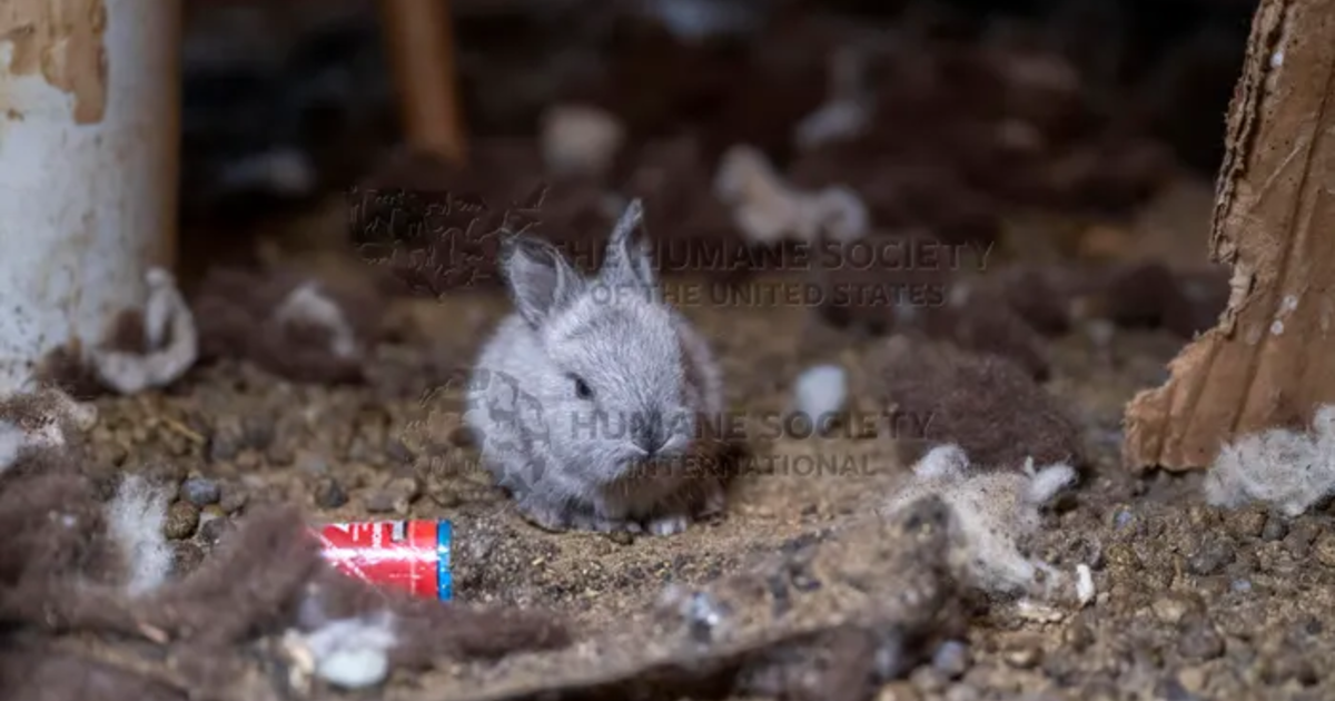 More than 100 rabbits rescued from a Tennessee home