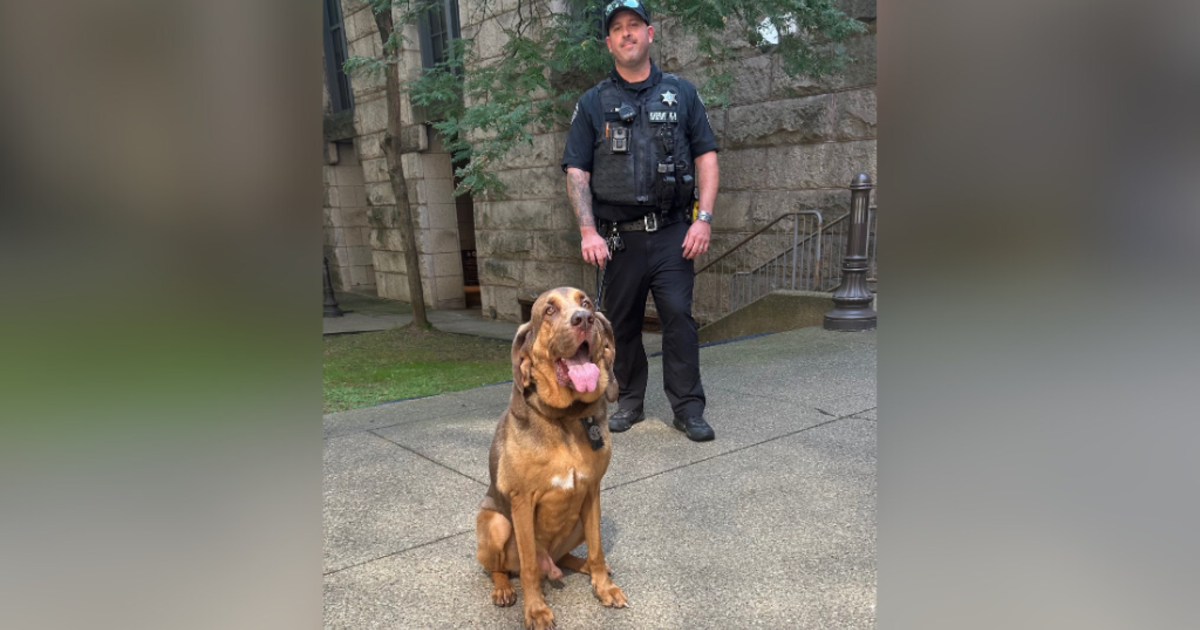 Allegheny County Sheriff’s Office K-9 Ranger returns to work after cancer treatment