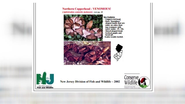 nj-venomous-snake-warni-wcbsbawf-hi-res-still.jpg