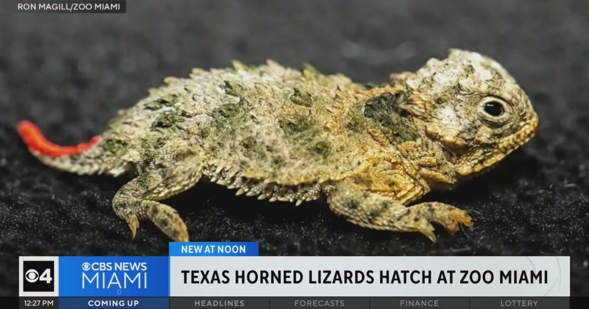 Texas horned lizards hatch at Zoo Miami