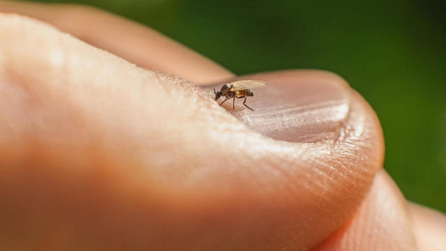 Midge on skin. 