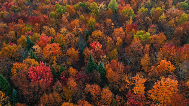 Fall foliage in Vermont 