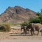Drought-stricken Namibia authorizes culling of elephants, hippos for meat