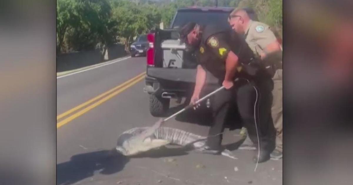 Alligator caught near Eagle Mountain Lake and relocated to nature reserve