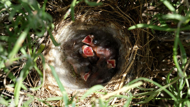 Bird nest in the middle of lavender field 