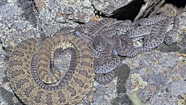 Rattlesnake Cam 