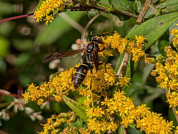 Google Pixel 9 Pro Review