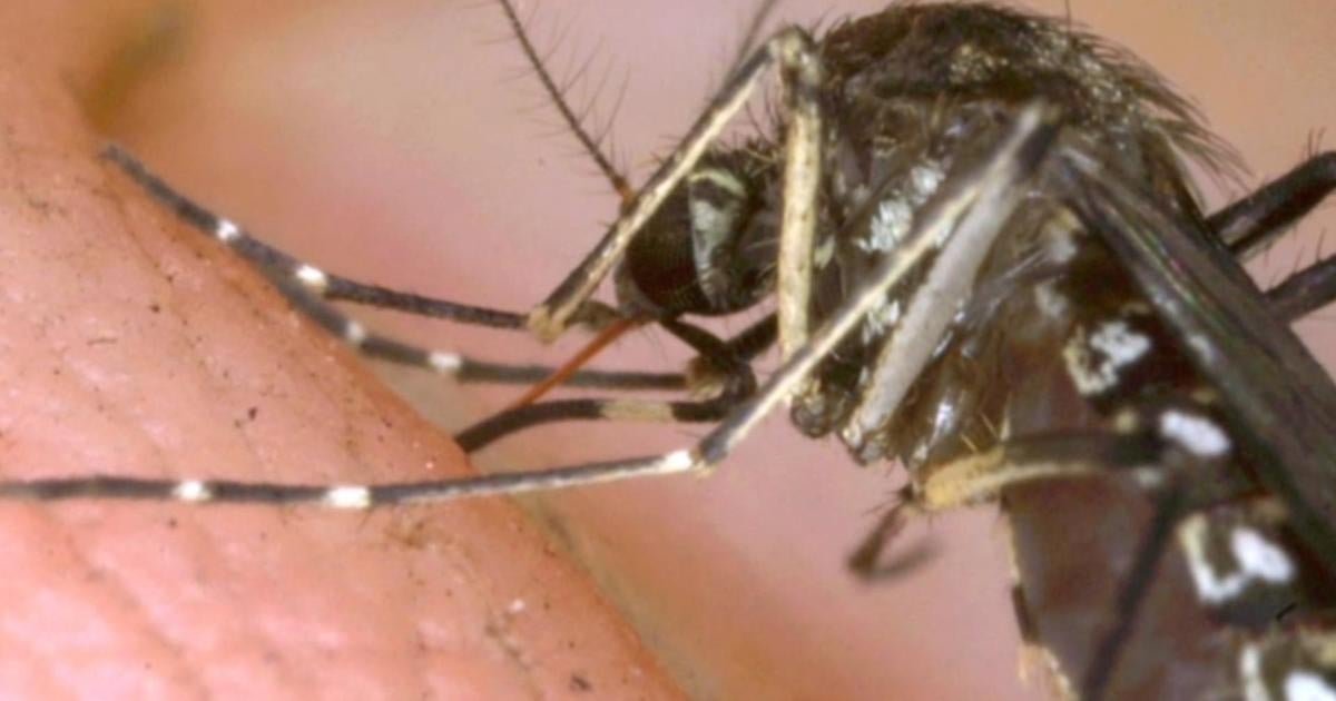 Why mosquitos, flies are spreading more diseases in the U.S.